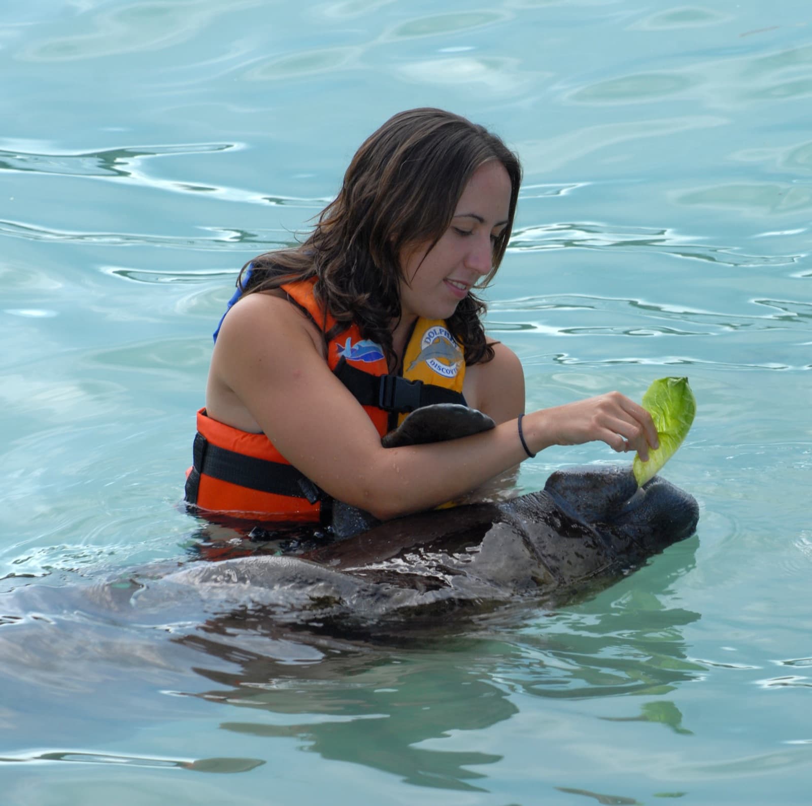 Manatee Encounter en Isla Mujeres: nada y convive con manatíes — 3