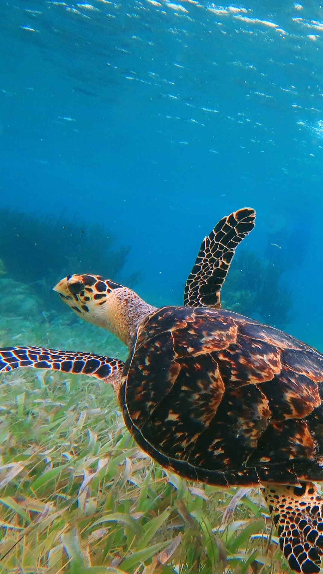 Extreme Snorkeling Puerto Morelos