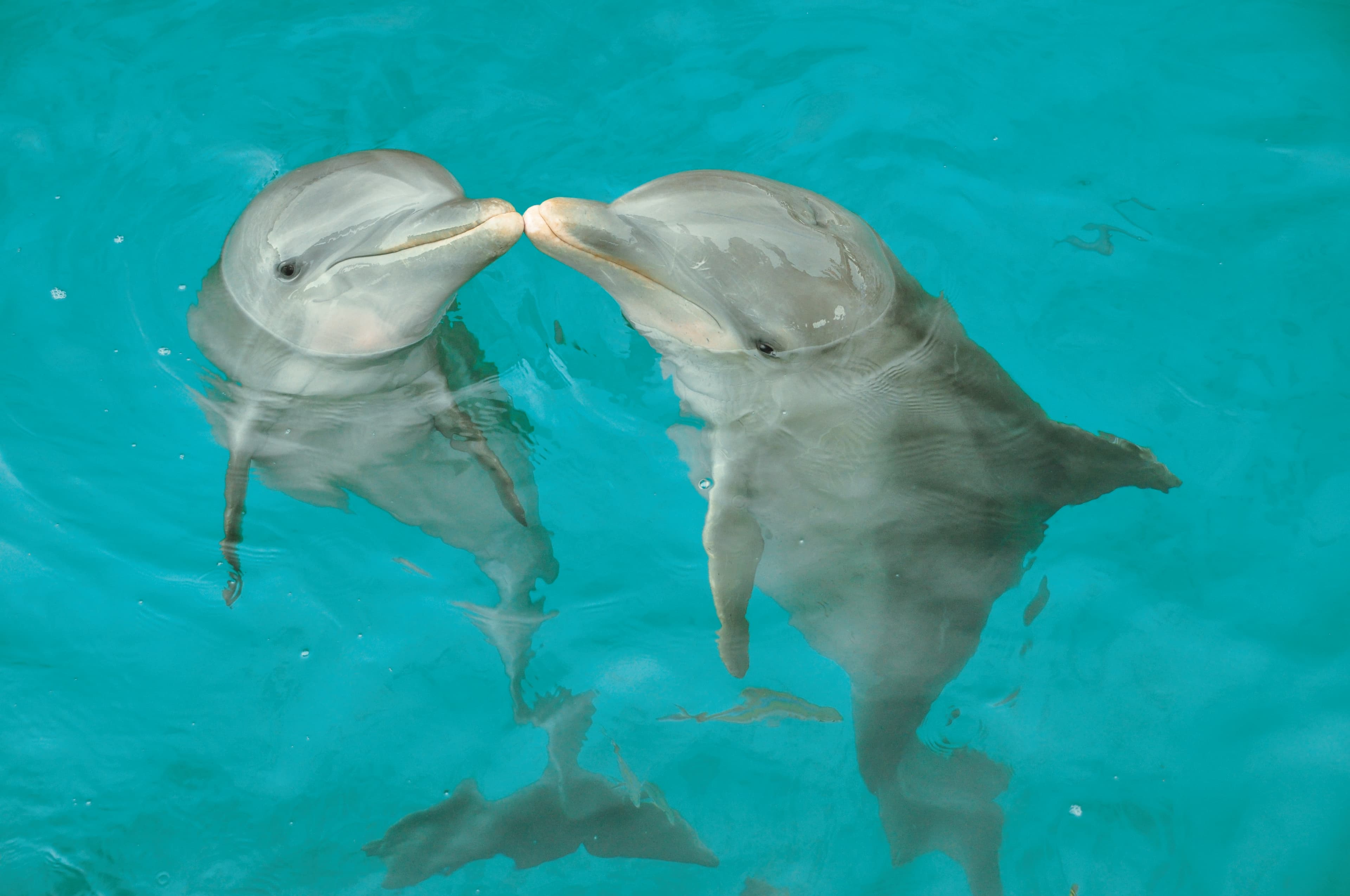 Dolphin Royal Connection Puerto Aventuras — 4