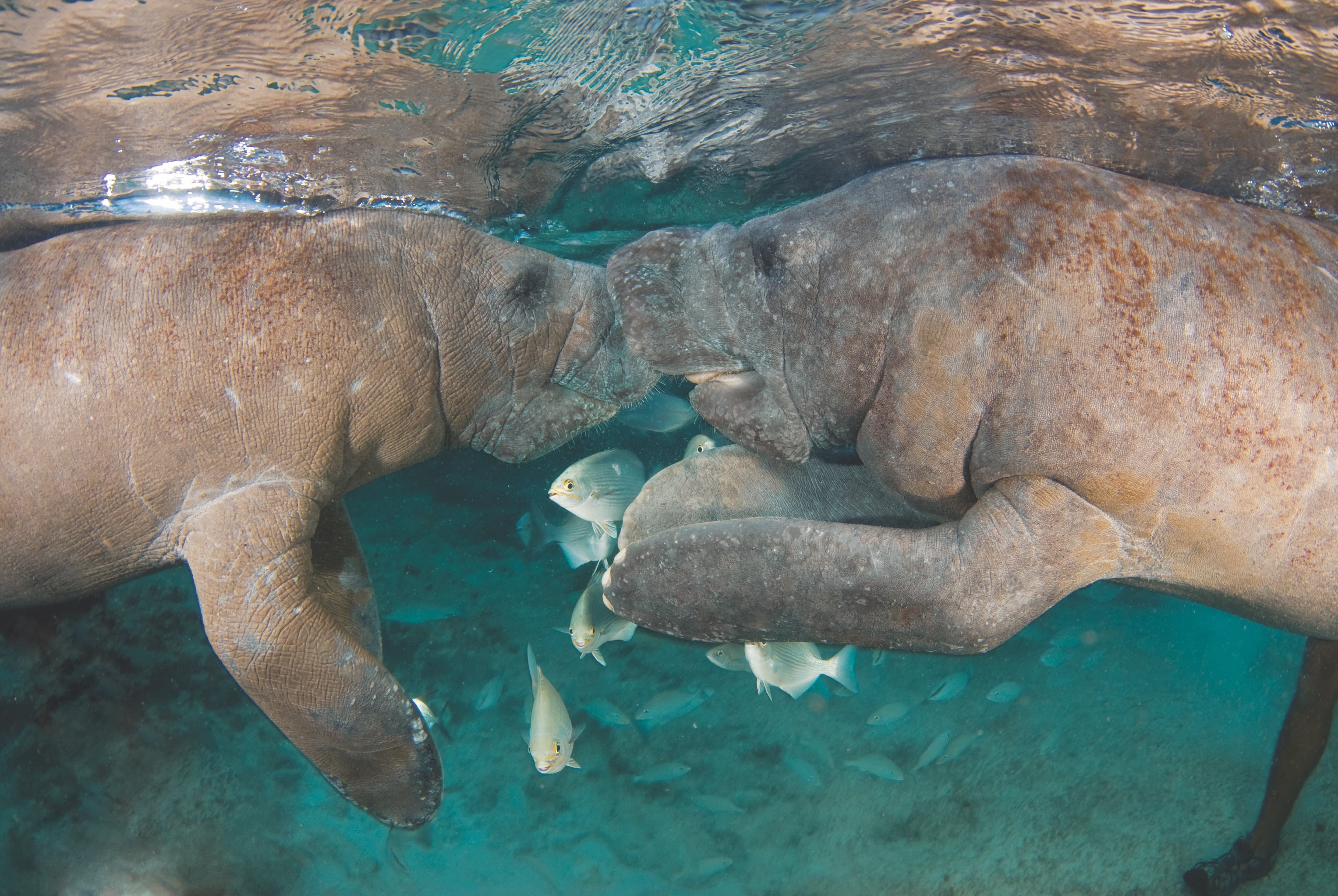 Manatee Encounter en Isla Mujeres: nada y convive con manatíes