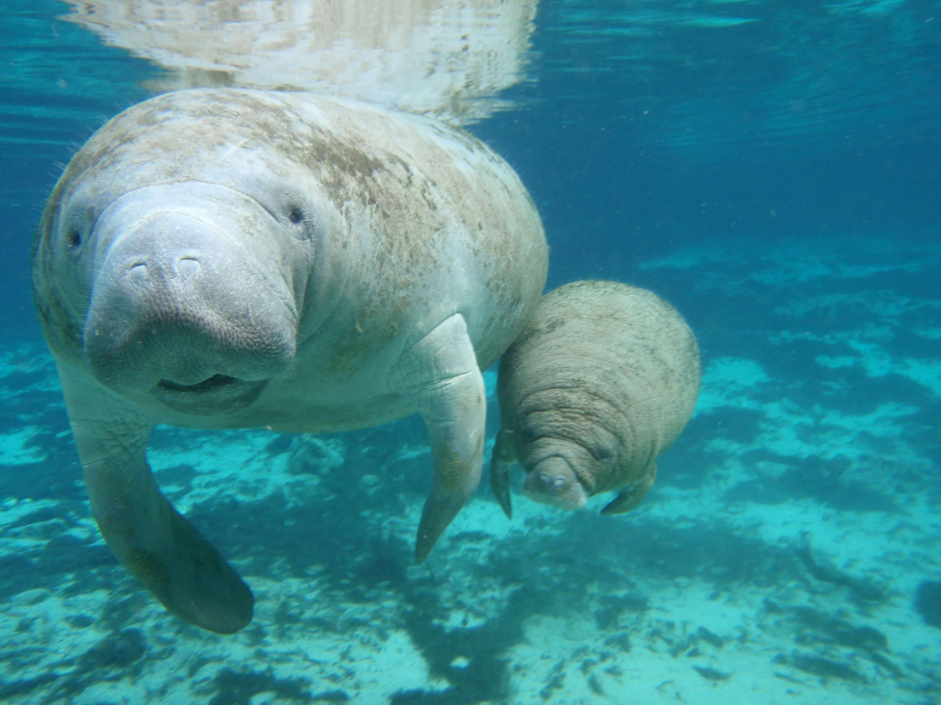 Manatee Encounter en Cozumel: nado con manatíes y Parque Chankanaab — 4