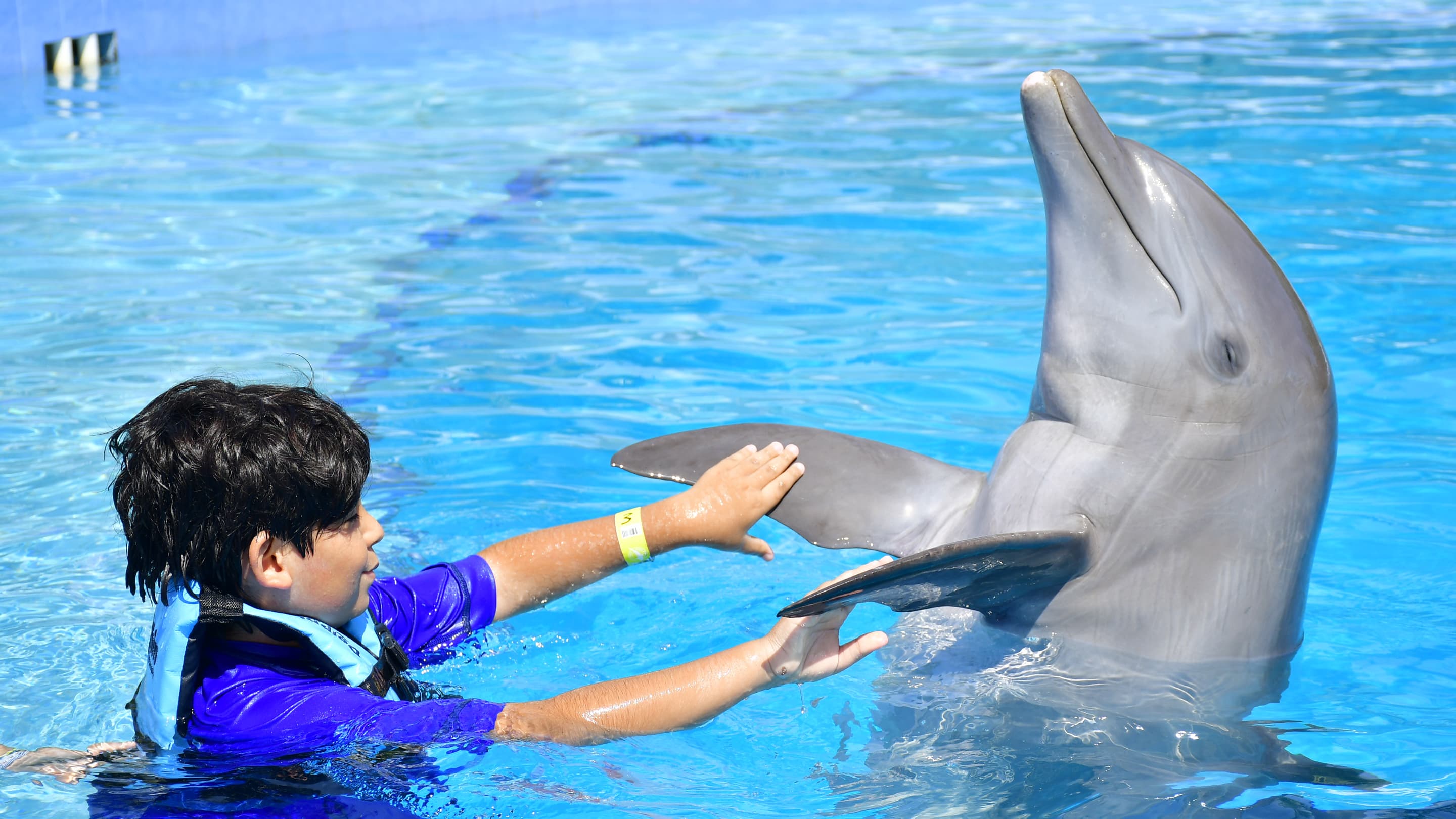 Playa del Carmen Maroma - Dolphin Royal Connection: nada con delfines — 3