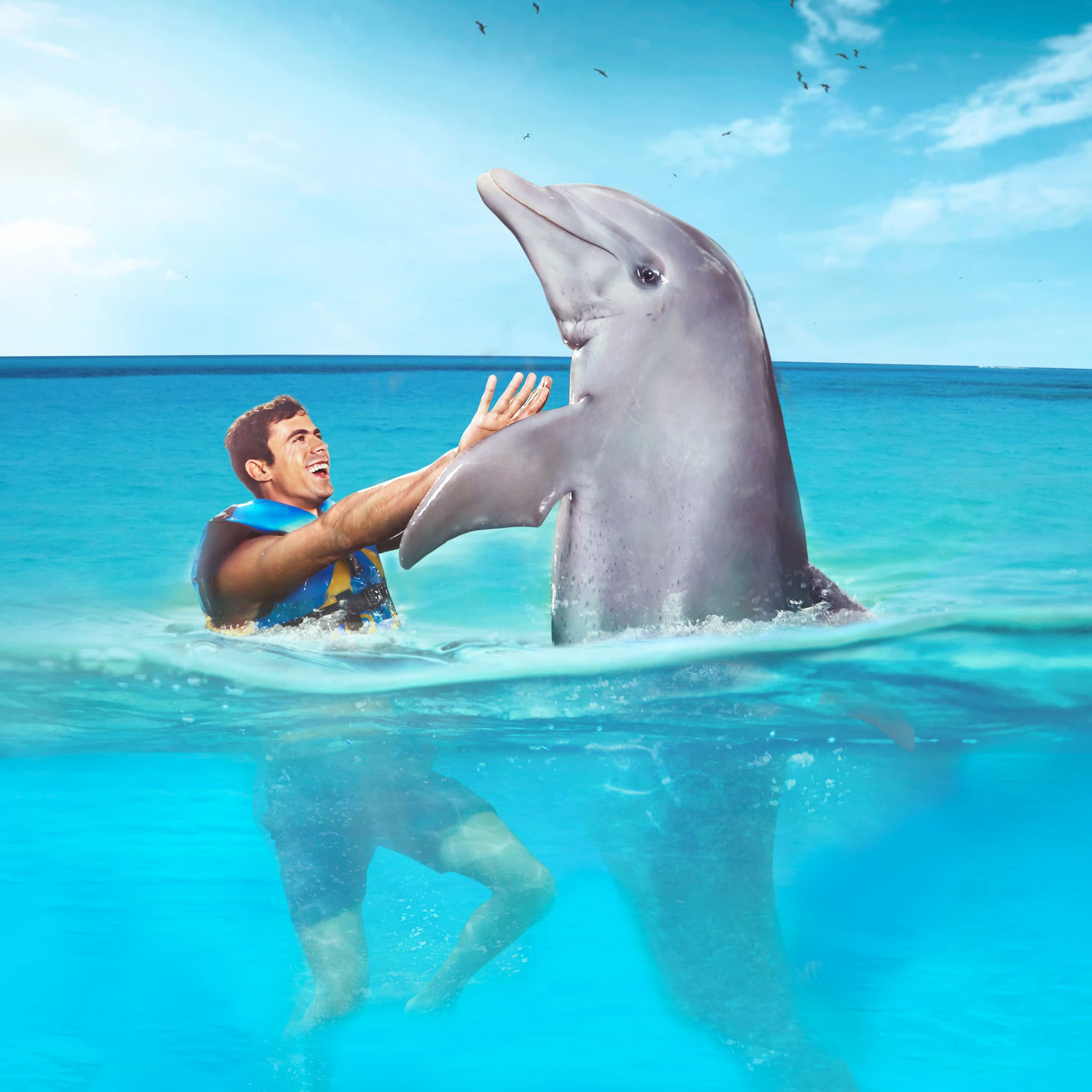 Cozumel: Dolphin Connection — dolphins, snorkeling & beach