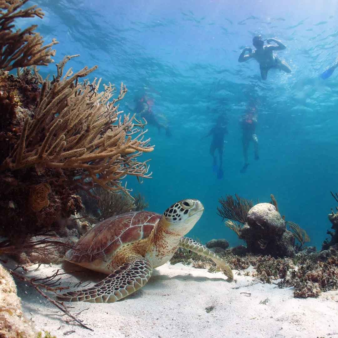 Tour a Tulum, cenotes y nado con tortugas
