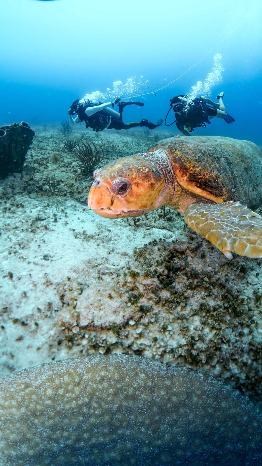 Riviera Maya | Scuba diving — 5