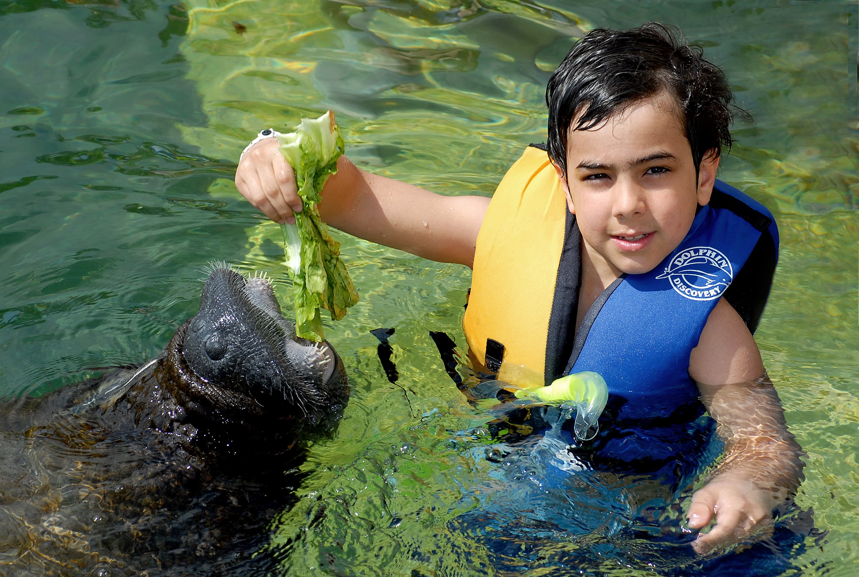 Manatee Encounter en Cozumel: nado con manatíes y Parque Chankanaab — 3