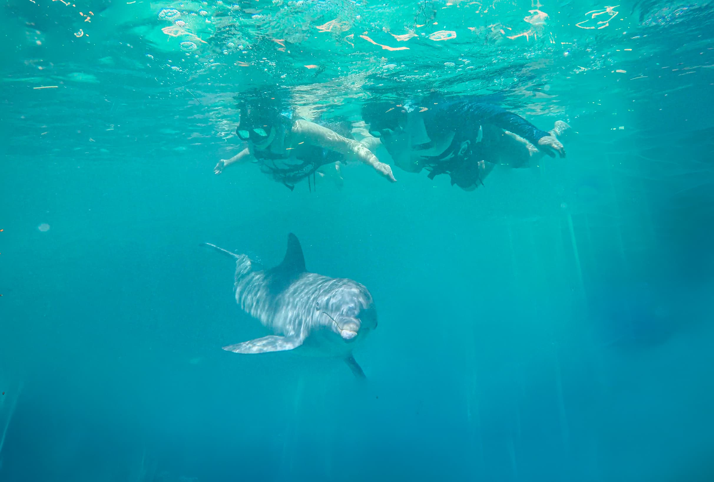 Isla Mujeres: Dolphin Royal Connection — 4